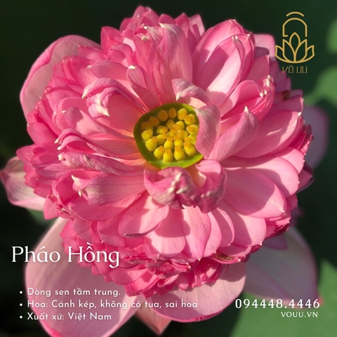 Củ giống Pháo Hồng