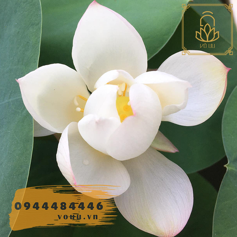 Củ giống Sen Mini Mỹ nhân