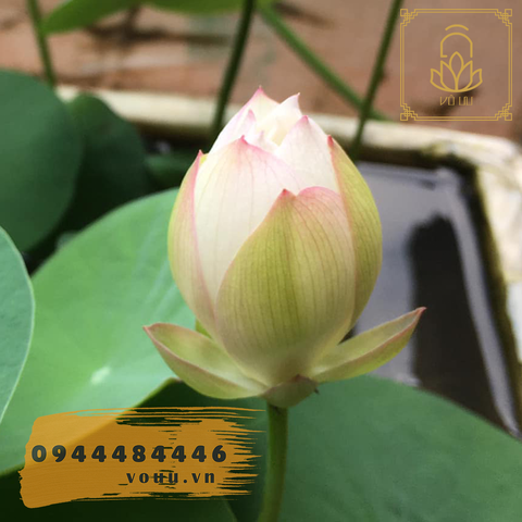 Củ giống Sen Mini Mỹ nhân