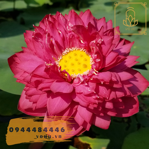 Thúy Túy Hồng An