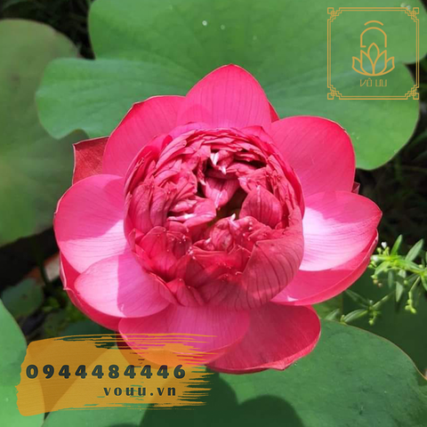 Thúy Túy Hồng An