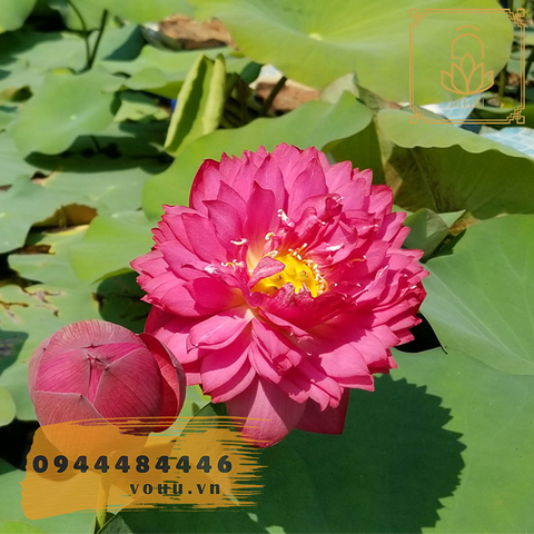 Thúy Túy Hồng An