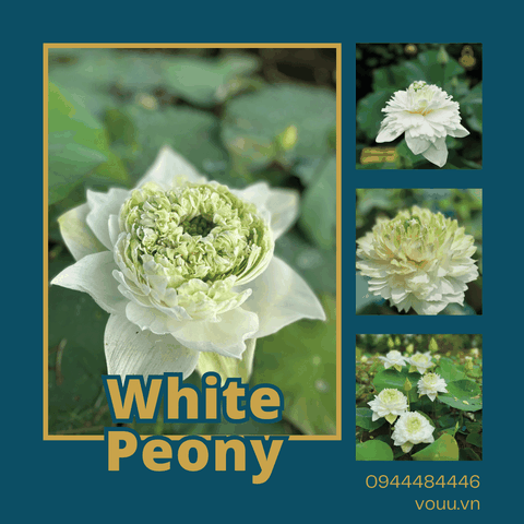 Củ giống sen White peony lotus | Sen Vô Ưu