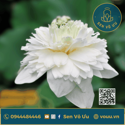 Củ giống sen White peony lotus | Sen Vô Ưu