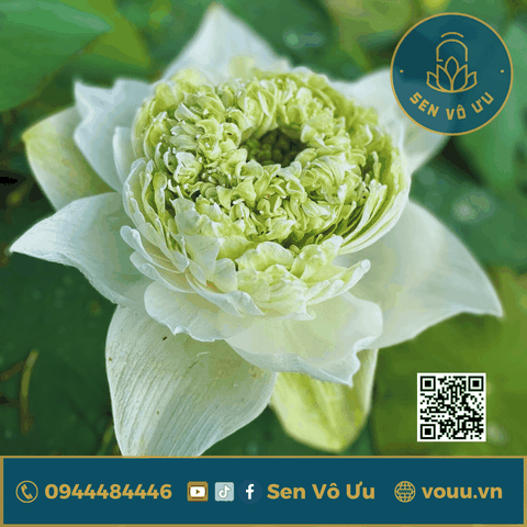 Củ giống sen White peony lotus | Sen Vô Ưu