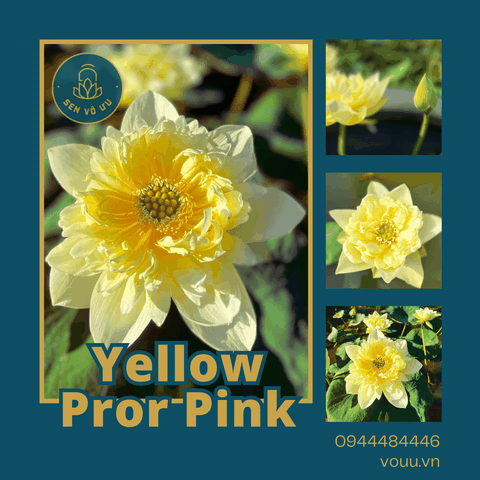Củ giống sen Yellow Pror Pink | Sen Vô Ưu