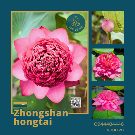 Giống sen nghìn cánh Zhongsan Hongtai Lotus | Sen Vô Ưu