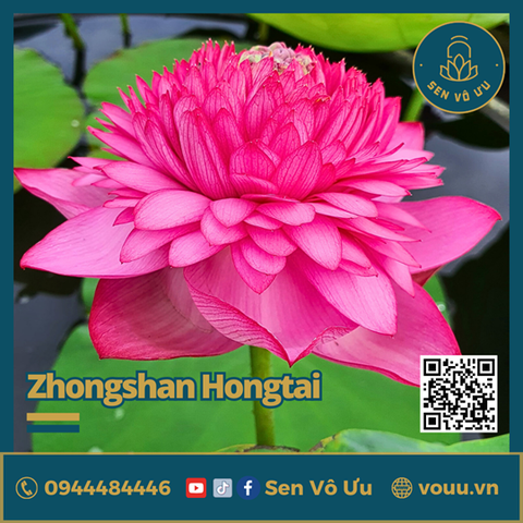 Giống sen nghìn cánh Zhongsan Hongtai Lotus | Sen Vô Ưu