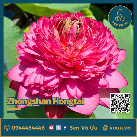 Giống sen nghìn cánh Zhongsan Hongtai Lotus | Sen Vô Ưu