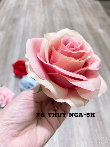 Hoa hồng-hồng pha.