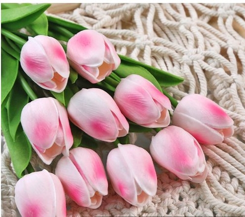 Hoa Tuylip - TRẮNG HỒNG NHẠT.