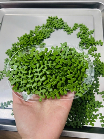 Hộp 200 lá thanh hương (chất liệu kẹo đường) mix 2 size 2.5cm và 3.5cm.