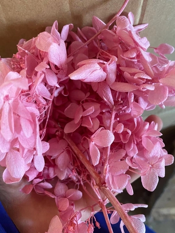 Hoa khô cẩm tú cầu-hồng (10gam).