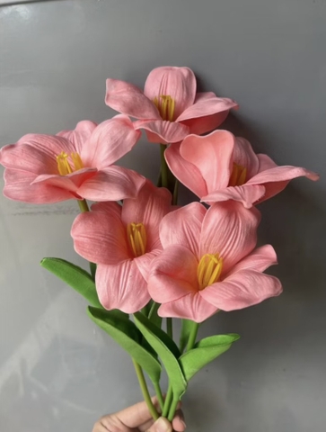 Hoa tuylip nở-HỒNG ĐẬM.