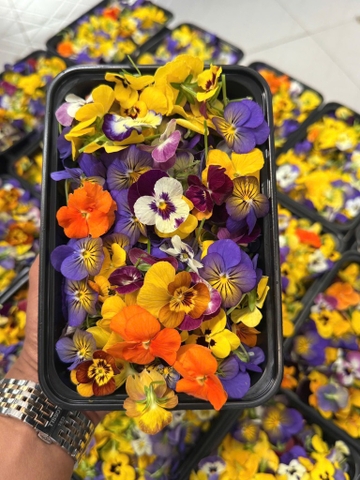 Hộp 6 gram hoa VIOLA sấy thăng hoa (khoảng 290-300 bông/hộp) (hoa ăn được, bảo quản tránh ánh sáng trực tiếp).