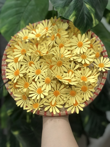 Hoa cúc họa mi (gói 100 bông).