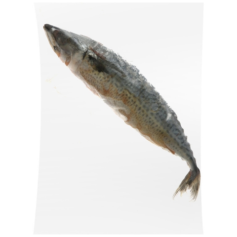 Cá SaBa Nhật Size 300/500gr