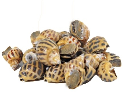 Ốc Hương Size 30/50