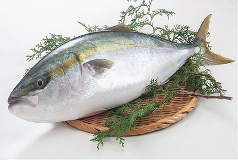 Cá Cam Size (800gr - 1.2Kg/ Con)