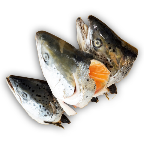 Đầu Cá Hồi Nauy