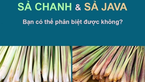 SỰ KHÁC BIỆT GIỮA TINH DẦU SẢ JAVA VÀ SẢ CHANH