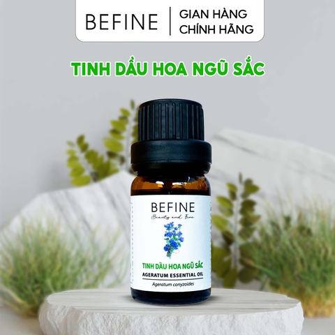 Tinh dầu Hoa Ngũ Sắc - Ageratum Essential Oil