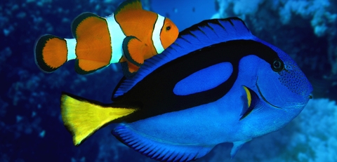 Cá Nẻ Xanh (Dory) - Blue Tang