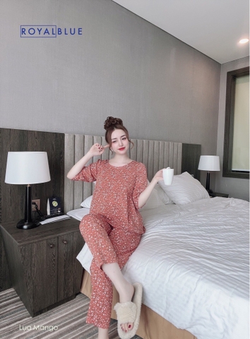 Bộ ngố bèo nâu hoa trắng