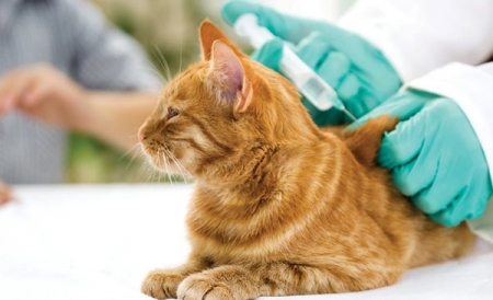 Những điều cần biết khi tiêm phòng cho mèo cưng???