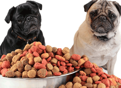 Cẩm nang cách chọn hạt thức ăn cho chó
