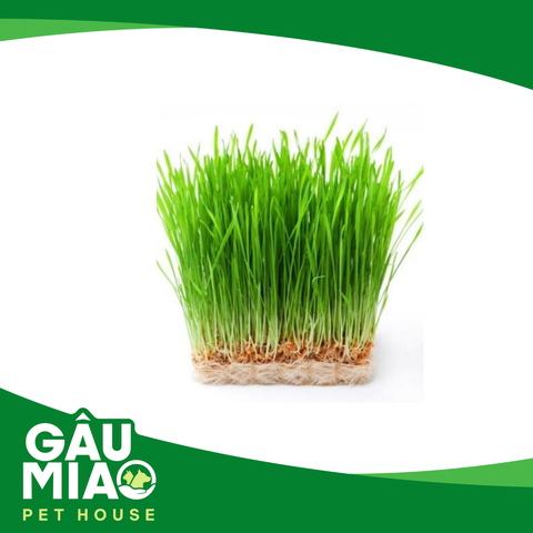 Hạt giống Lúa mì (wheatgrass) 40g