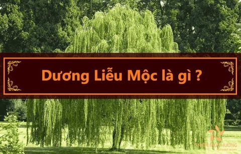 Tử vi và vận mệnh của Dương Liễu Mộc cần lưu ý những gì?