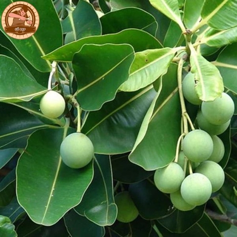 Bài Vị Gỗ Long Não Khắc Chữ Màu Nâu Chạm Rồng 08