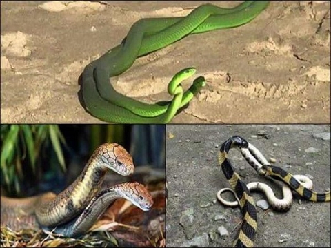 Mơ 2 con rắn mang lại điềm báo điều gì ở tương lai?