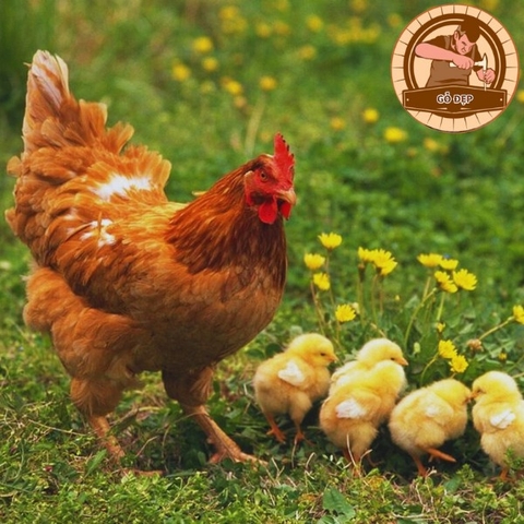 Nằm mơ gà thì nên đánh con gì? Điềm báo giấc mơ về con gà