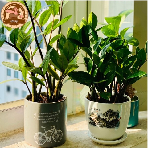 Phòng thờ nên để cây gì thì hợp phong thủy, thu hút tài lộc