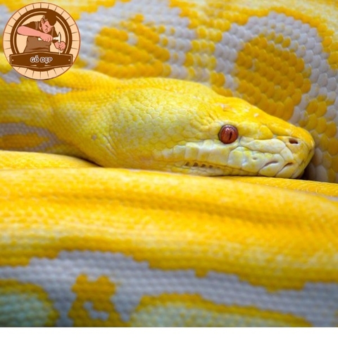 Mơ thấy rắn vàng giúp bạn “lên hương”? Con số tài lộc?