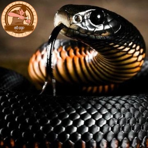 Nằm mơ thấy rắn đen - Giấc mơ bí ẩn hé lộ điều sắp xảy ra