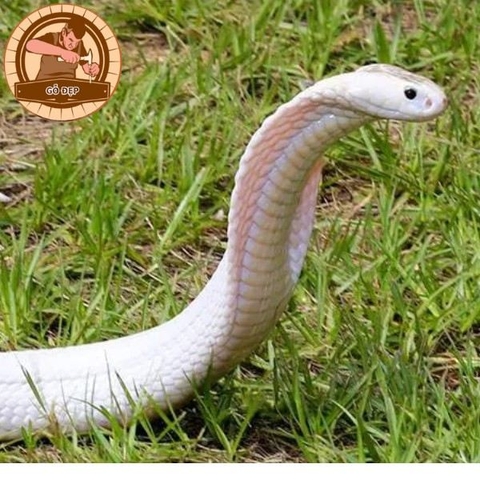 Nằm mơ thấy rắn hổ mang - Bật mí tâm tư sâu thẳm giấu kín