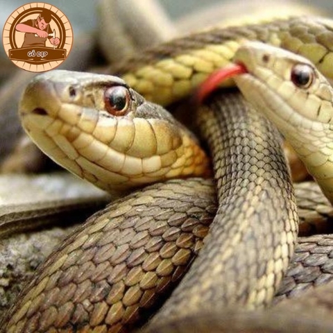 Nằm mơ thấy rắn đuổi - Đón vận may hay phải tìm chỗ trốn?