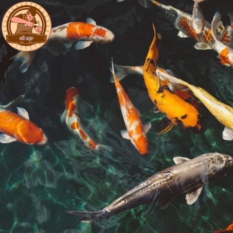 Mơ bắt được cá nói lên điều gì? Mơ thấy cá đánh con gì?