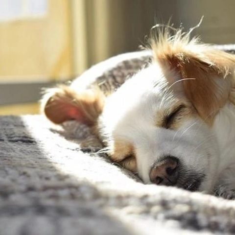 Mơ chó báo dự báo điều gì? Con số may mắn liên quan?