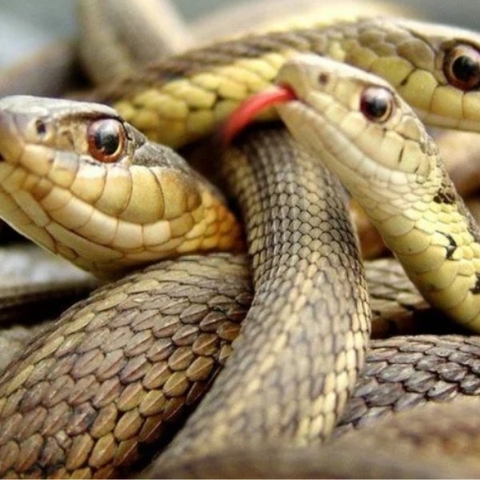 Điềm báo trong giấc mơ 3 con rắn mà bạn không nên bỏ lỡ!