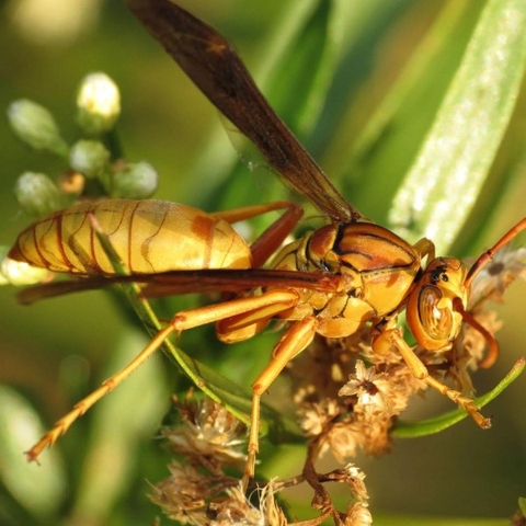 Mơ thấy ong đốt báo hiệu điều gì - Điềm báo tâm linh?