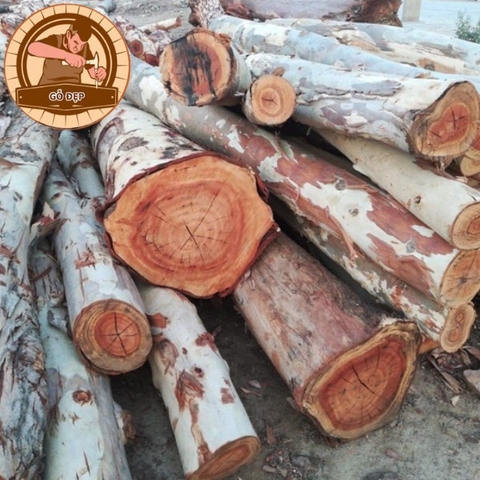 Vẻ đẹp tự nhiên của gỗ bạch đàn tạo nên không gian đẳng cấp