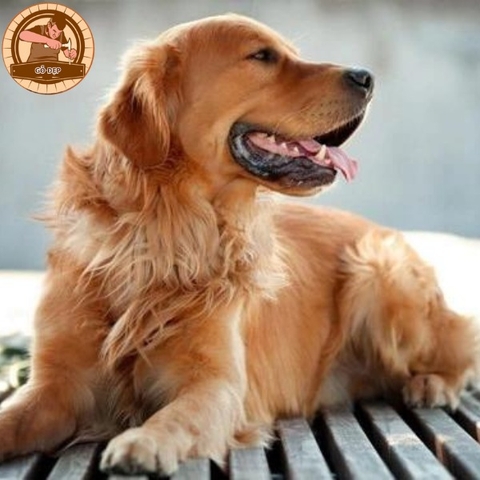 Tướng chó xấu không nên nuôi-Một số lưu ý khi chọn chó cảnh