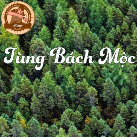 Tử vi Tùng Bách Mộc về vận mệnh, cuộc đời mới nhất năm nay