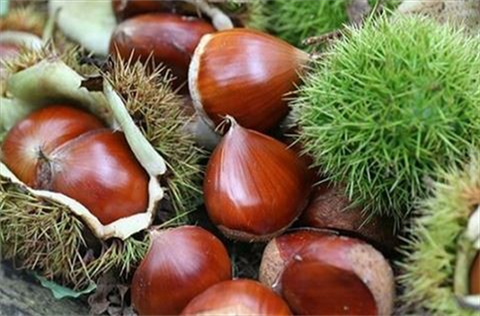 Hạt dẻ không chỉ ngon miệng mà còn có rất nhiều công dụng đối với sức khỏe