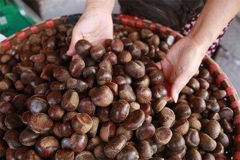 Chế biến hạt dẻ sống đúng cách - món ngon vạn người mê!