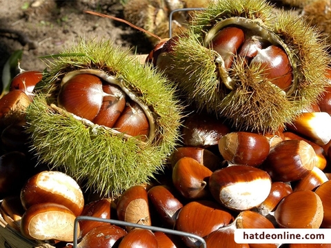 Hạt dẻ - Món quà từ núi rừng Sapa